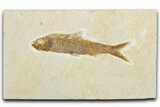 Detailed Fossil Fish (Knightia) - Wyoming #345440-1